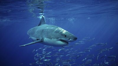 Haie & Thunfisch: Klimawandel sorgt für Überhitzung und Hunger im Ozean