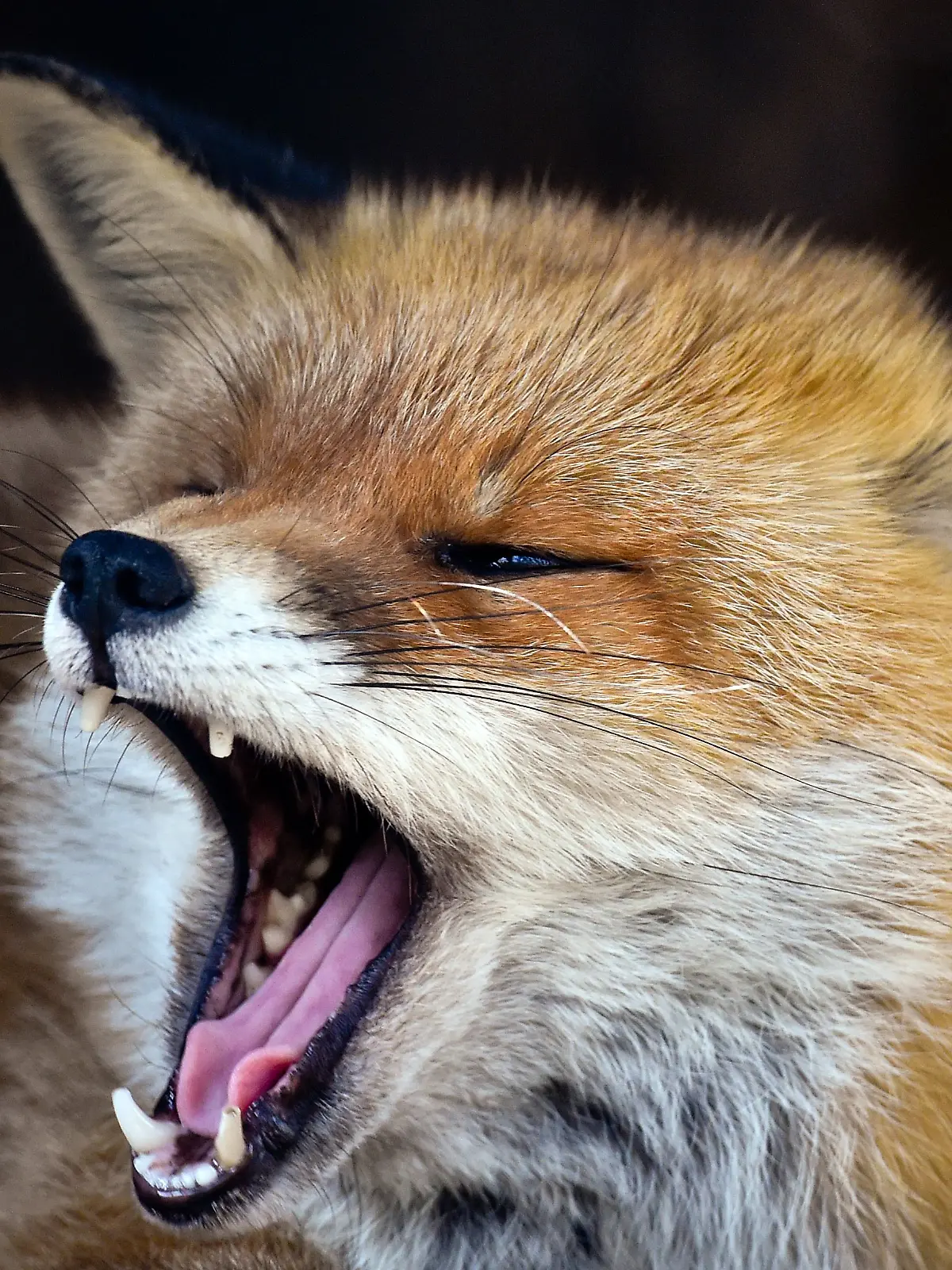 In Berlin wurden bereits mehrere Angriffe durch einen besonders aggressiven Fuchs gemeldet. (Archivbild)