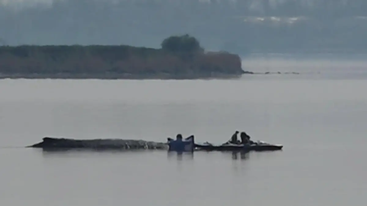 Rettungsaktion für den Wal wird fortgesetzt Können sie ihn befreien?