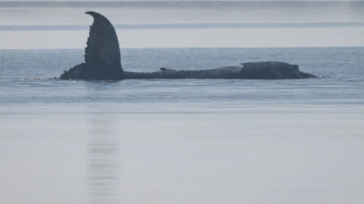 Rettungsaktion für den Buckelwal