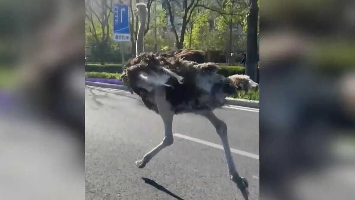 Strauß im Straßenverkehr! Polizisten ringen mit Riesenvogel – nach rasanter Verfolgungsjag Skurriler Einsatz in Peking