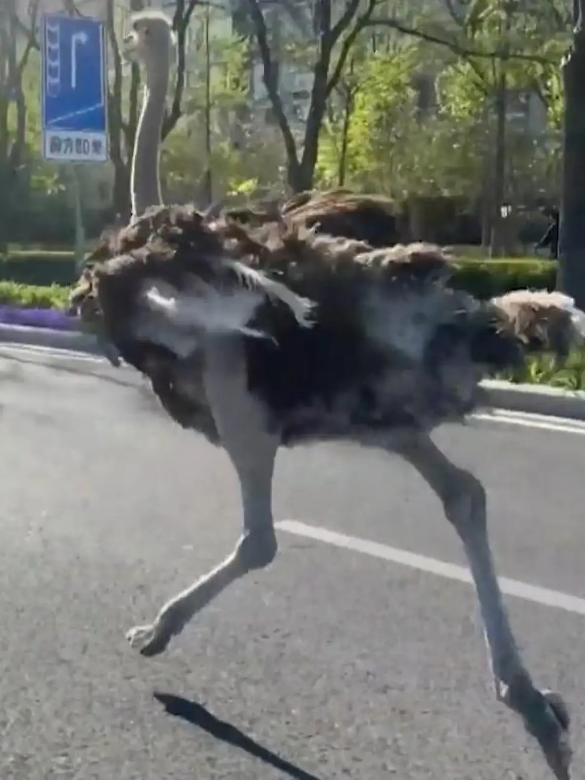 Bild zu: "Strauß im Straßenverkehr! Polizisten ringen mit Riesenvogel – nach rasanter Verfolgungsjag"