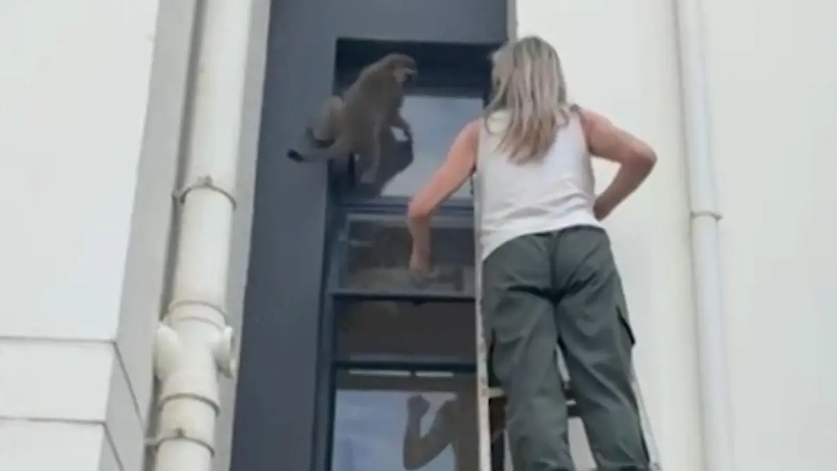 Äffchen klemmt in Fenster-Falle fest! Tierschützerin riskiert waghalsige Rettungsaktion Ferienhaus in Südafrika