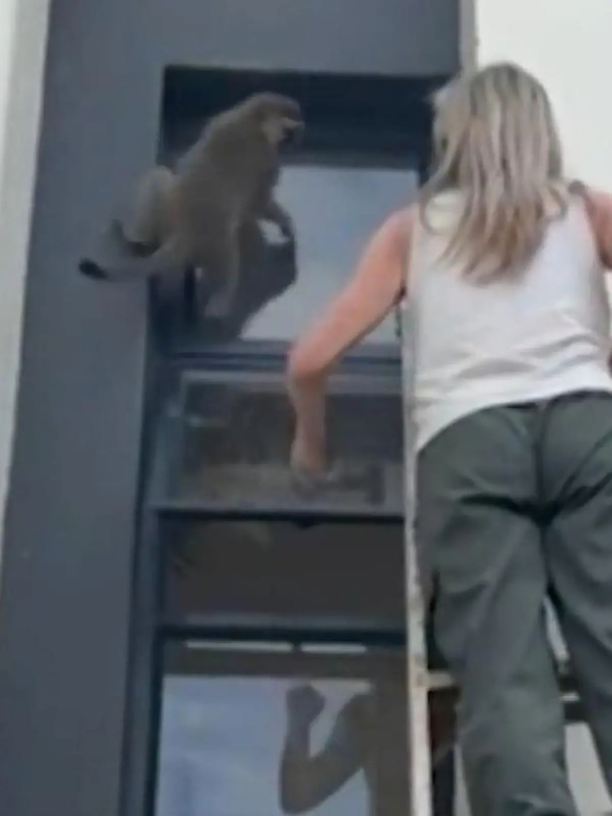 Bild zu: "Äffchen klemmt in Fenster-Falle fest! Tierschützerin riskiert waghalsige Rettungsaktion"