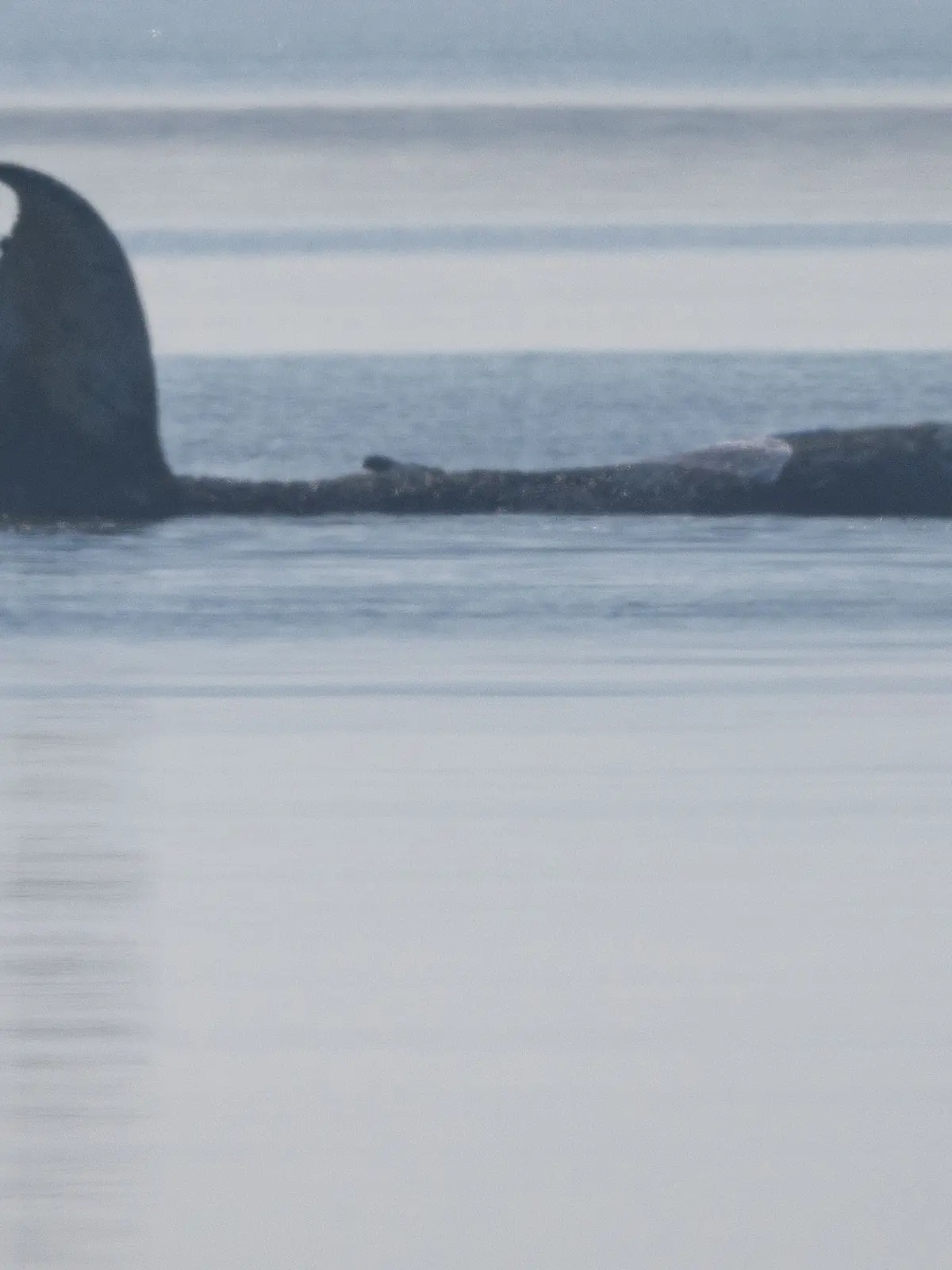 Der Buckelwal vor der Insel Poel schlägt am Morgen mit seiner Schwanzflosse. Für den bei Wismar gestrandeten Buckelwal soll der neue Rettungsversuch heute beginnen. Umgesetzt werden soll das Konzept von einer privaten Initiative.