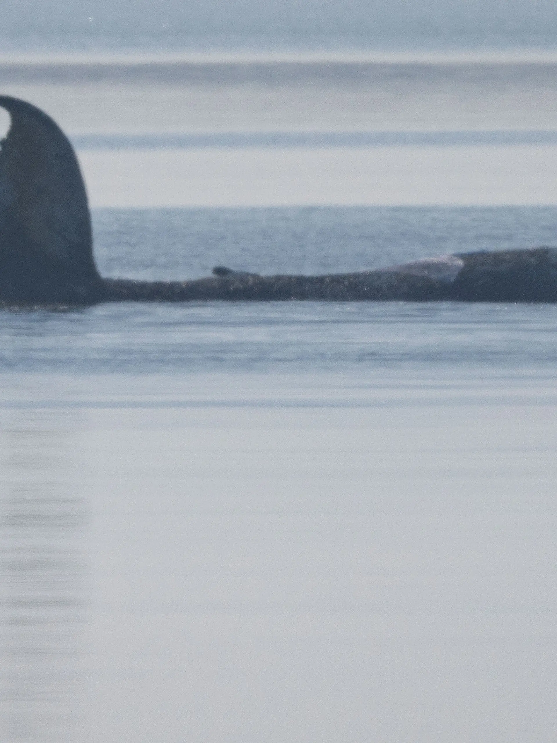 Der Buckelwal vor der Insel Poel schlägt am Morgen mit seiner Schwanzflosse. Für den bei Wismar gestrandeten Buckelwal soll der neue Rettungsversuch heute beginnen. Umgesetzt werden soll das Konzept von einer privaten Initiative.