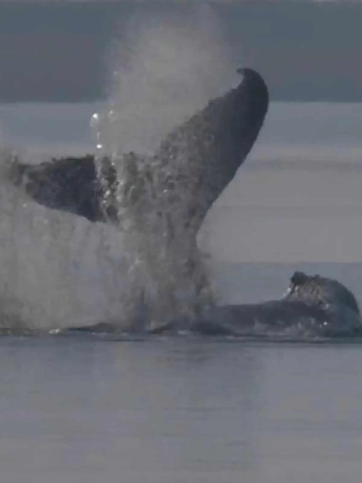 Bild zu: "Buckelwal Timmy schlägt mit Flosse plötzlich um sich – vor entscheidender Rettungsphase!"