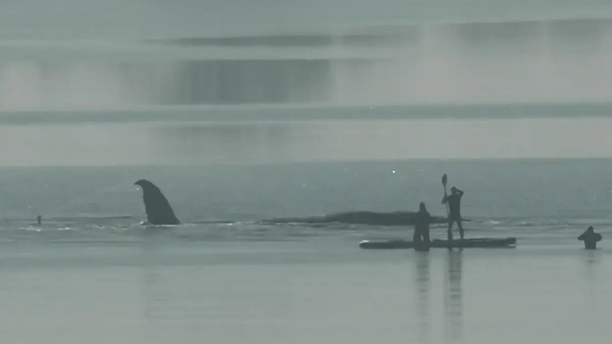 Buckelwal-Drama spitzt sich zu! SO kann Timmy noch gerettet werden Vor Ostsee gestrandet