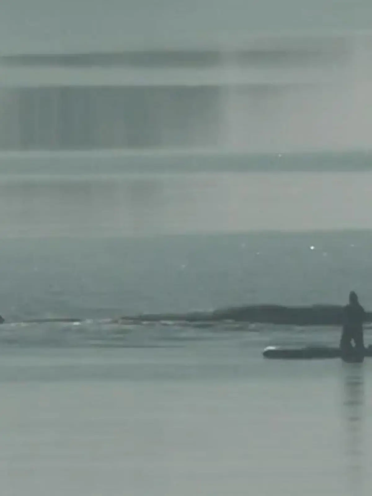 Bild zu: "Buckelwal-Drama spitzt sich zu! SO kann Timmy noch gerettet werden"