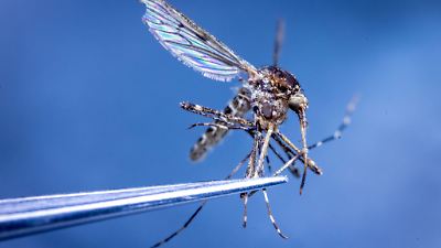 Stechmücken auf Island: Forscher sehen biologischen Wandel in der Arktis