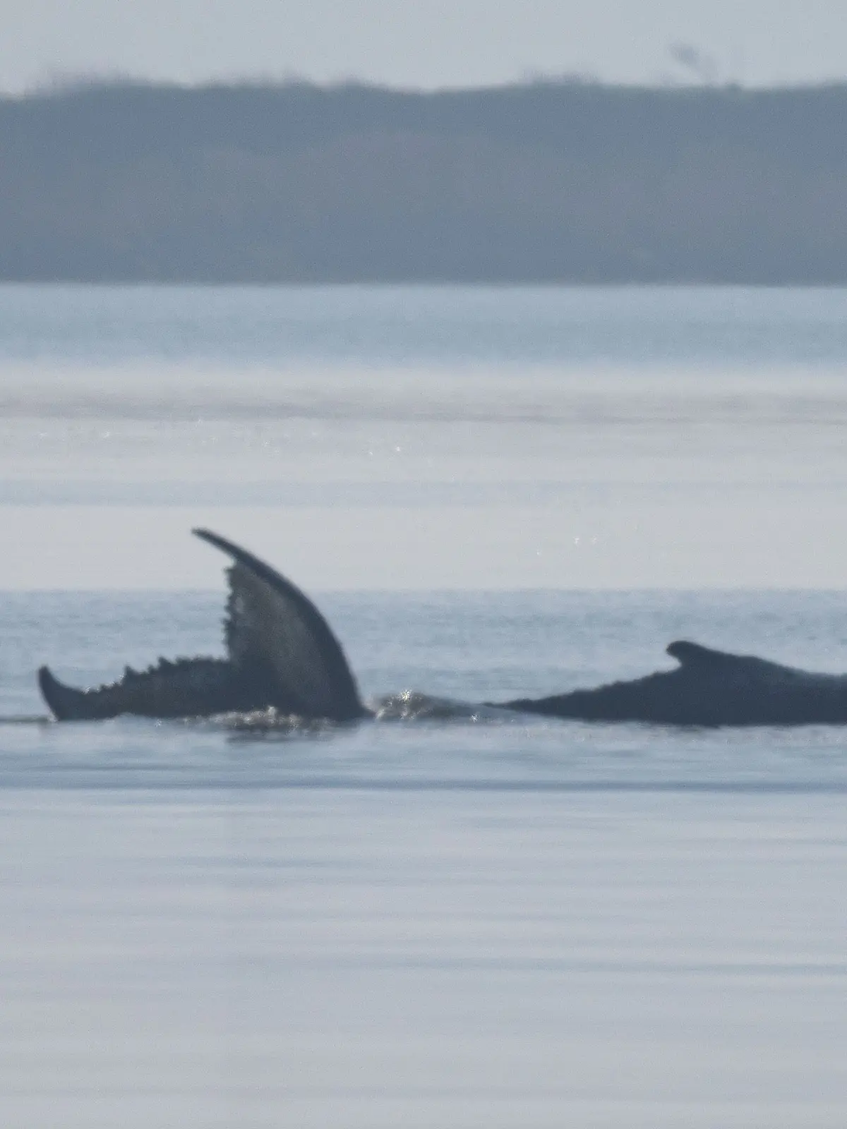Rettungsaktion für den Buckelwal