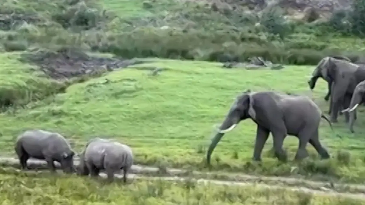Nashorn-Duell schockt Elefanten-Herde! Dickhäuter platzen plötzlich in Revierkampf rein Safari-Tour in Südafrika