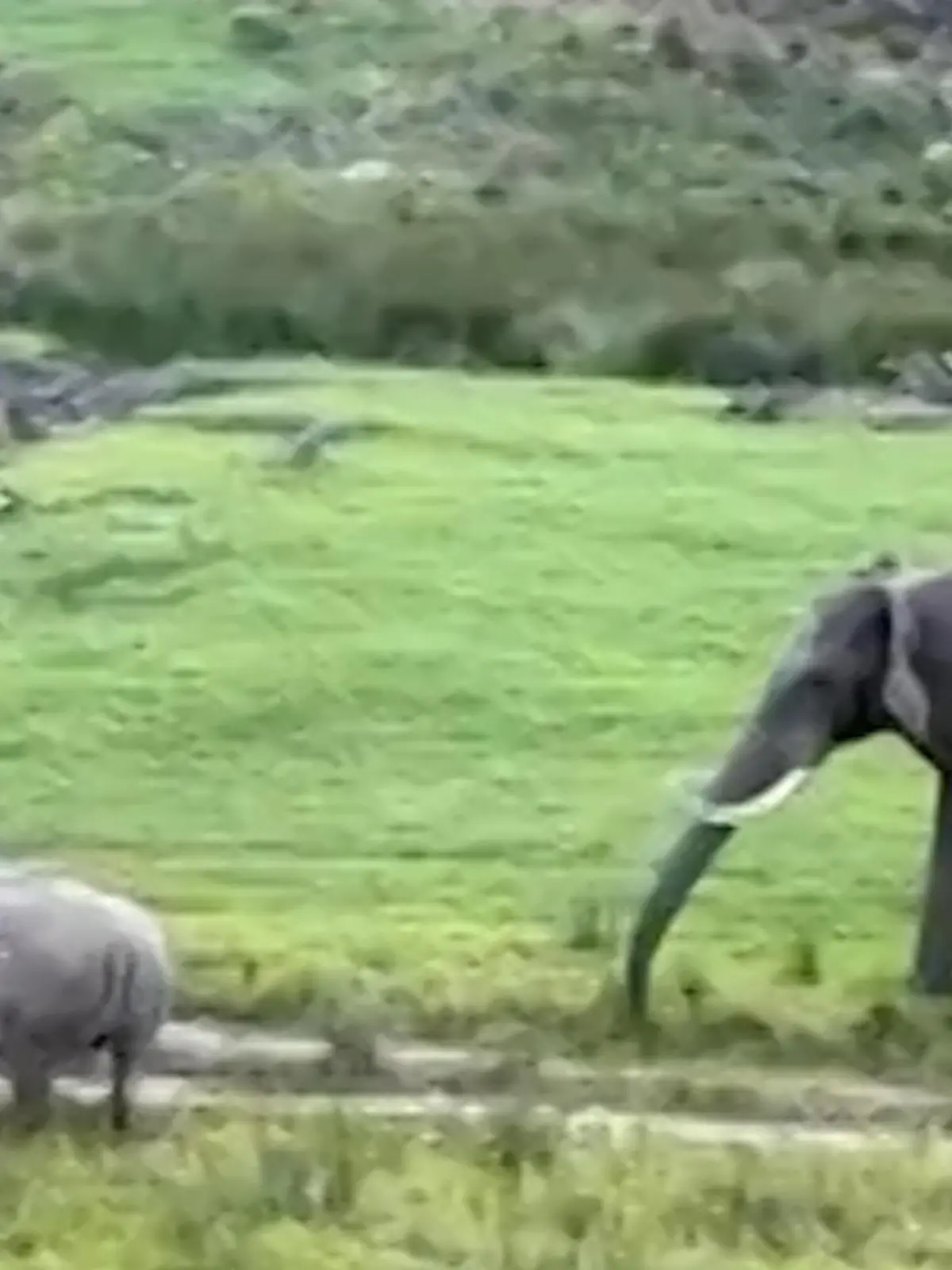 Bild zu: "Nashorn-Duell schockt Elefanten-Herde! Dickhäuter platzen plötzlich in Revierkampf rein"