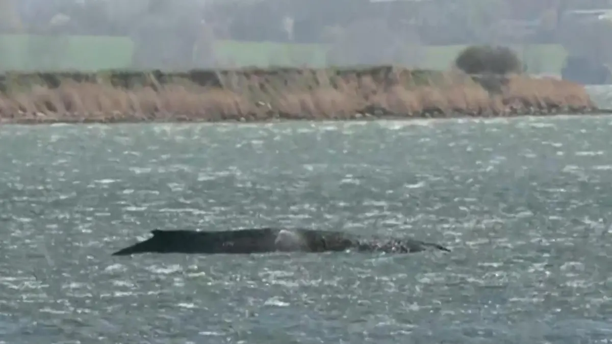 Buckelwal im Ostsee-Labyrinth verirrt! Das macht die Wismarer Bucht so gefährlich Timmy vor Poel gestrandet