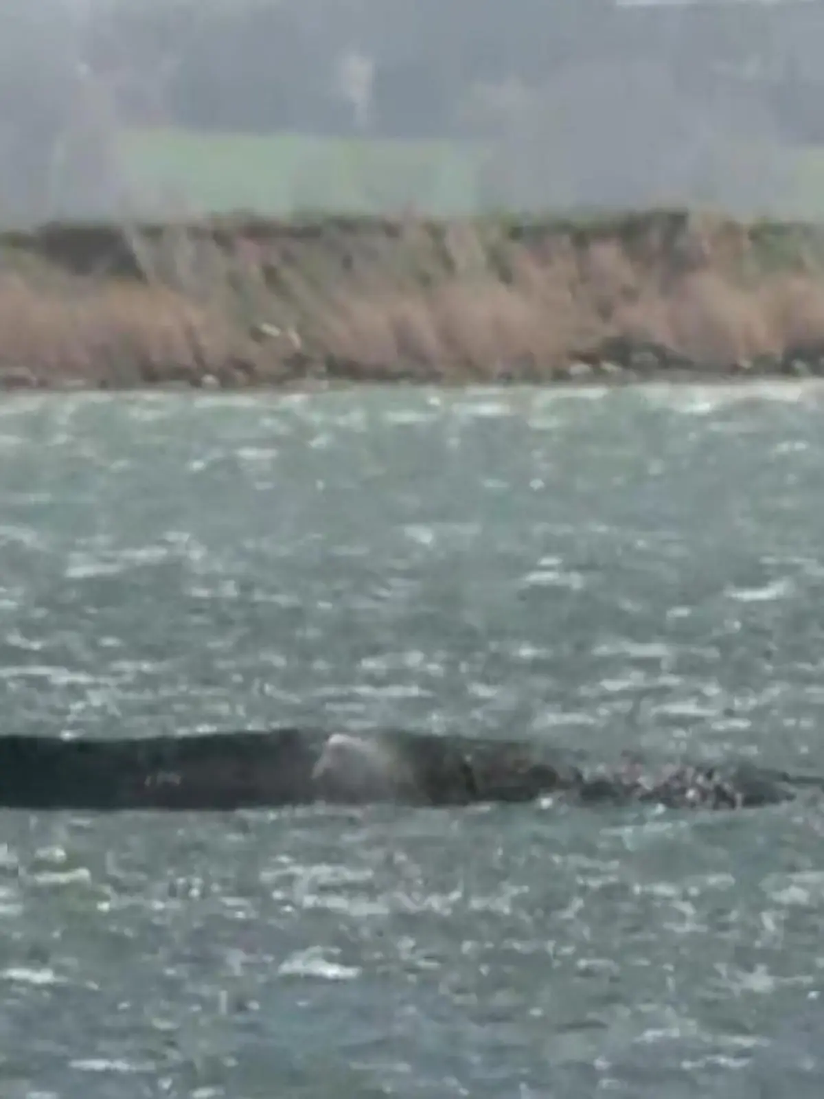 Bild zu: "Buckelwal im Ostsee-Labyrinth verirrt! Das macht die Wismarer Bucht so gefährlich"