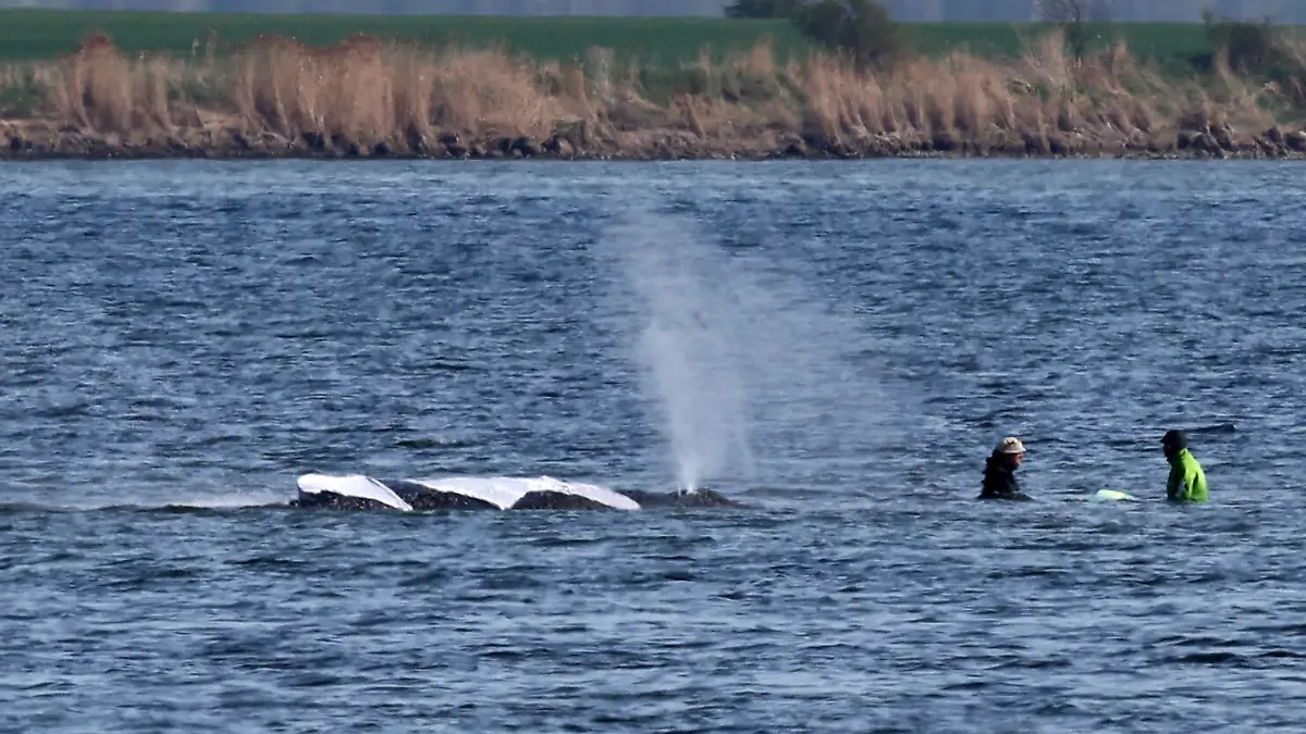 Zwei Helfer nähern sich immer wieder dem Buckelwal vor der Insel Poel, der mit deutlichen Bewegungen seines Rumpfes, der Seitenflossen und der Schwanzflosse reagiert. Der Rücken ist mit Tüchern abgedeckt und wird mit Wasser bespritzt. Für den bei Wismar gestrandeten Buckelwal soll der neue Rettungsversuch heute beginnen. Umgesetzt werden soll das Konzept von einer privaten Initiative.