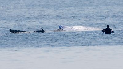 Drama um Buckelwal vor Insel Poel: Tier seit 19 Tagen gestrandet