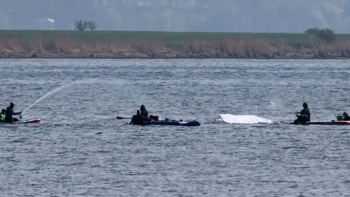 Rettungsaktion für den Buckelwal
