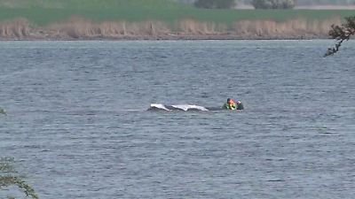 Wal-Rettung vor Poel verzögert sich weiter – Initiative erhebt Vorwürfe gegen Behörden