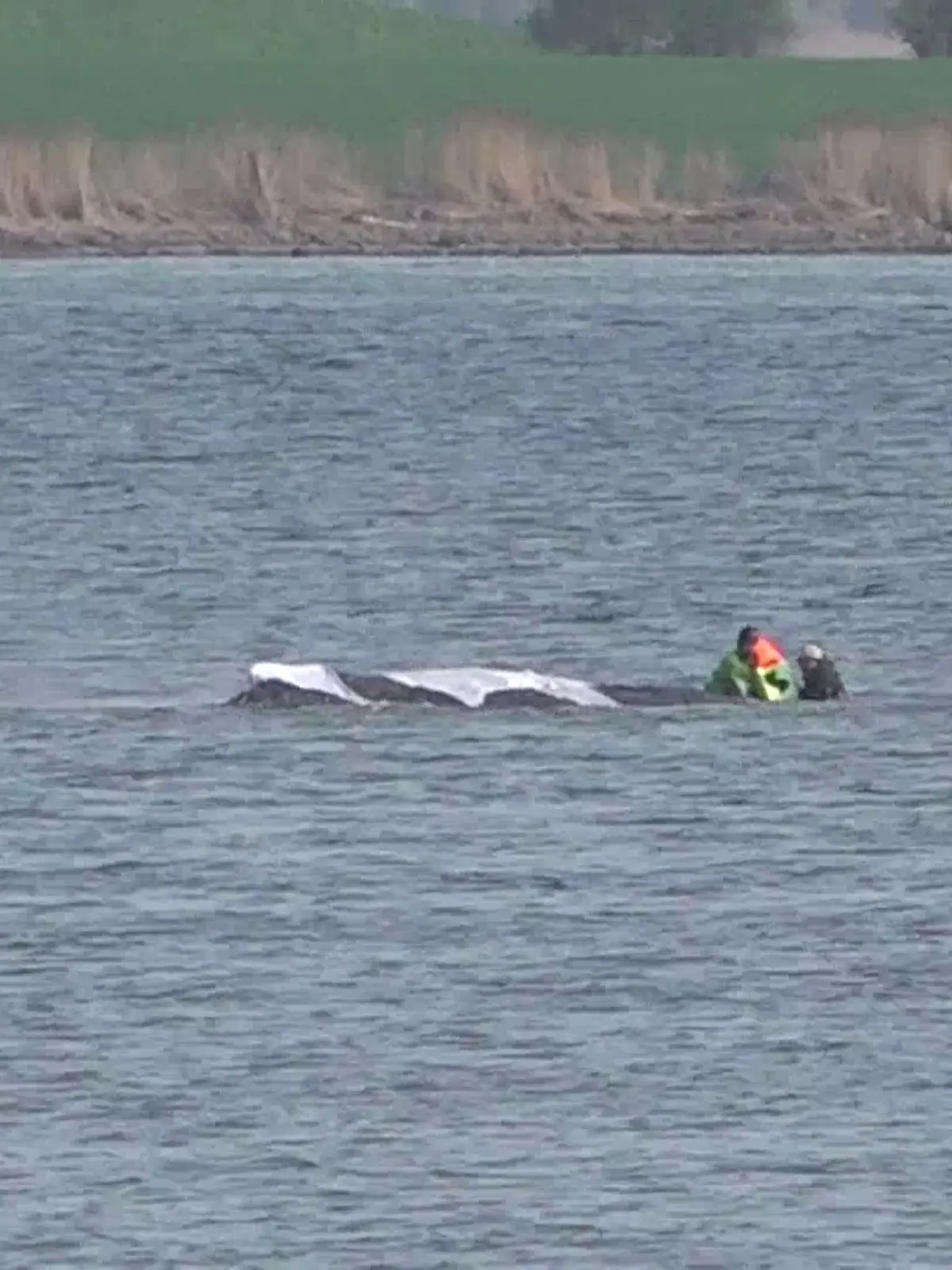 Rettungsaktion für Wal Timmy/Hope: Rettungsmission auf Poel