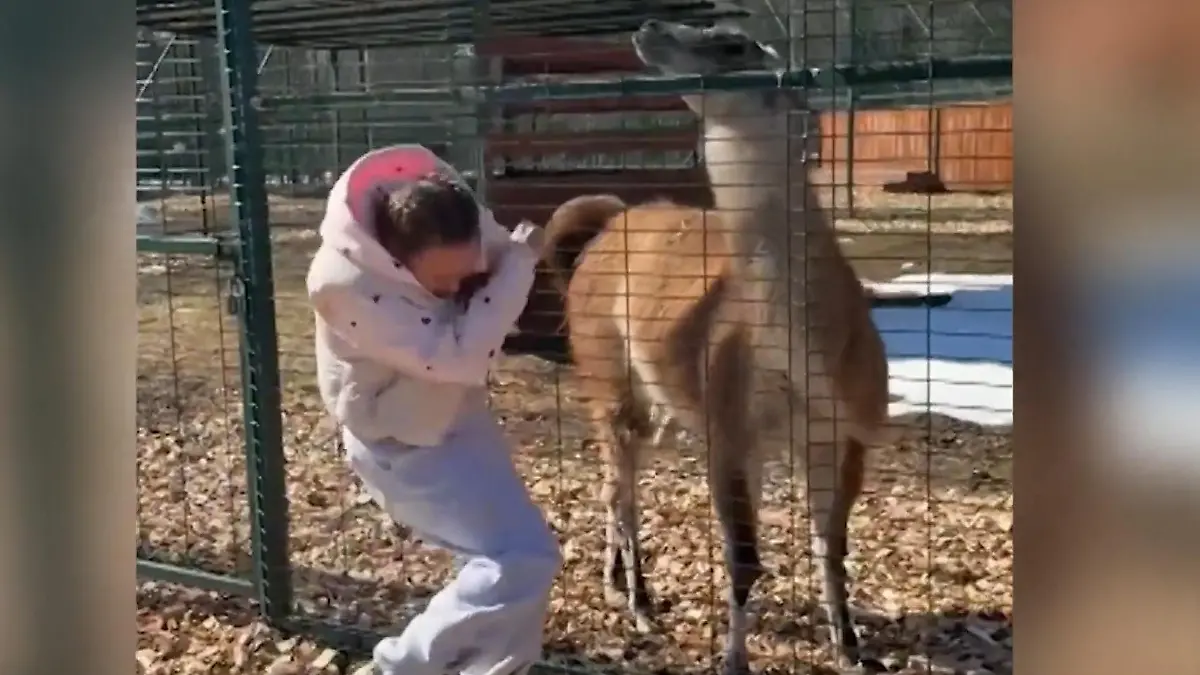 Wildtier spuckt Frau mitten ins Gesicht – weil sie DAS macht! Feuchte Rache im Zoo