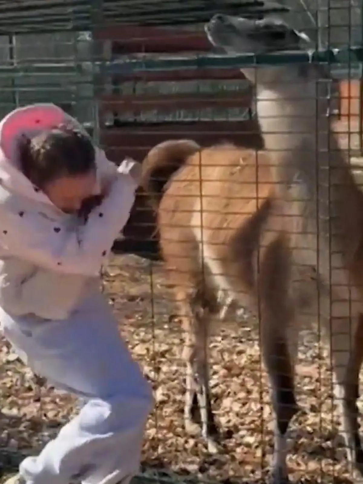 Bild zu: "Wildtier spuckt Frau mitten ins Gesicht – weil sie DAS macht!"