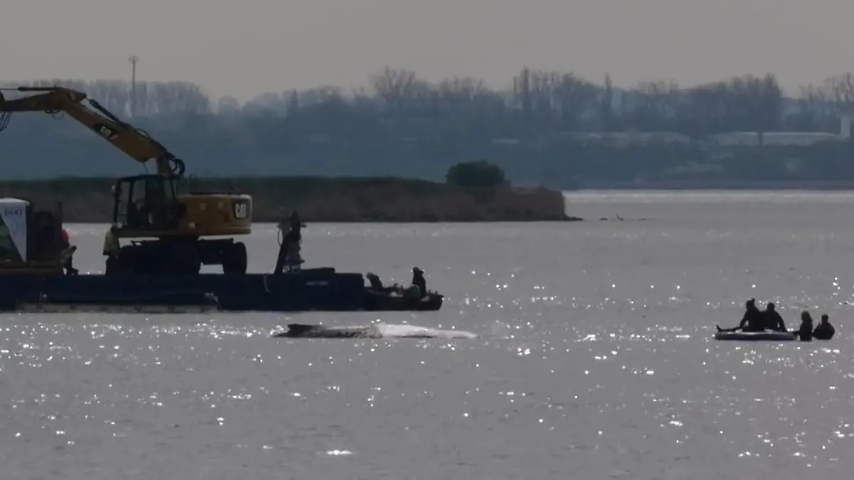 Letzte Chance für Ostsee-Buckelwal Timmy? So soll die Rettung jetzt klappen! In Wismarer Bucht gestrandet