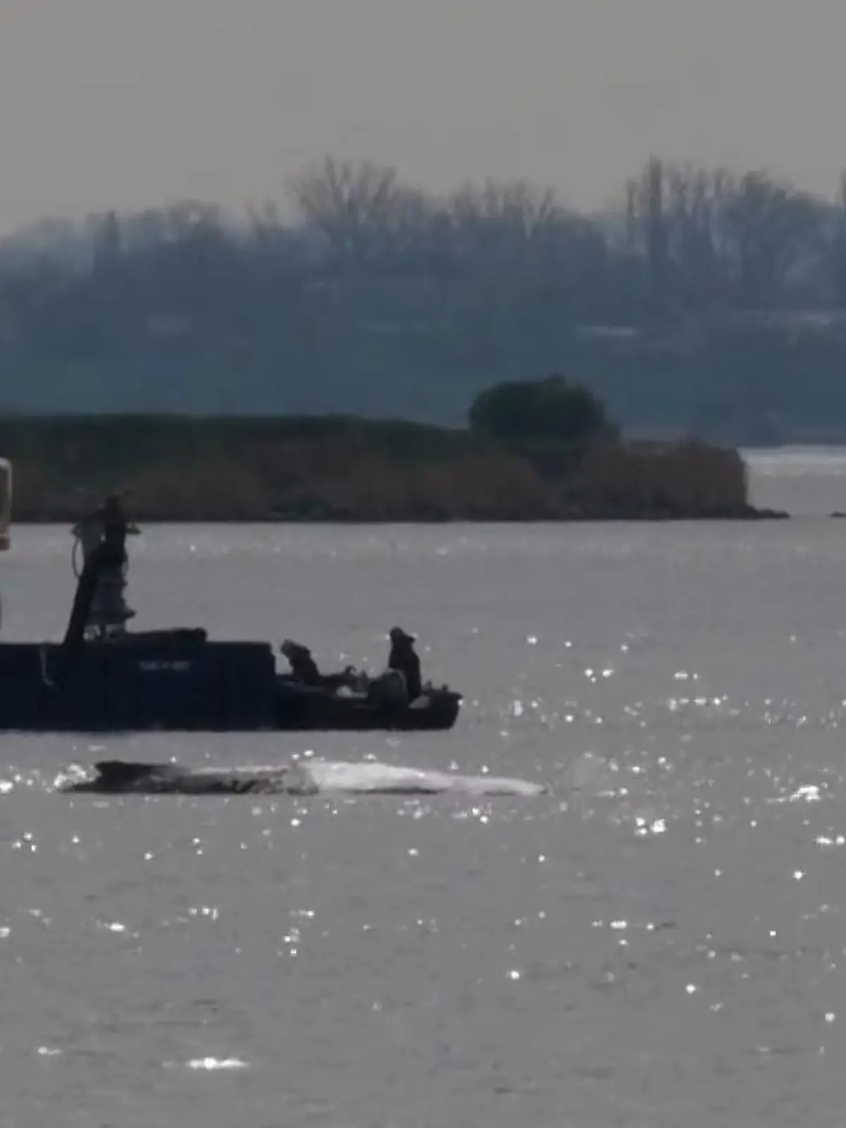 Bild zu: "Letzte Chance für Ostsee-Buckelwal Timmy? So soll die Rettung jetzt klappen!"