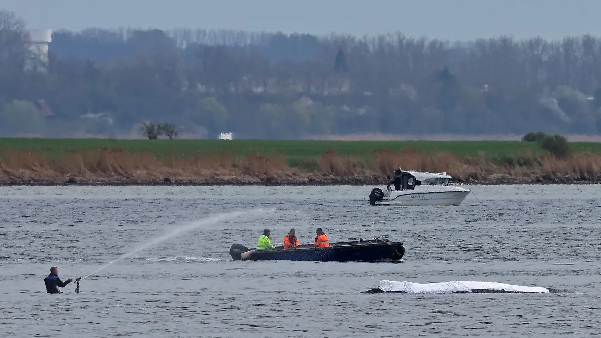 18.04.2026, Mecklenburg-Vorpommern, Kirchdorf: Ein Helfer korrigiert den Wasserstrahl zur Befeuchtung des Rückens des gestrandeten Buckelwals vor der Insel Poel. Der Rücken des Wals ist mit Tüchern abgedeckt. Für den bei Wismar gestrandeten Buckelwal soll ein neuer Rettungsversuch erfolgen. Umgesetzt werden soll das Konzept von einer privaten Initiative.