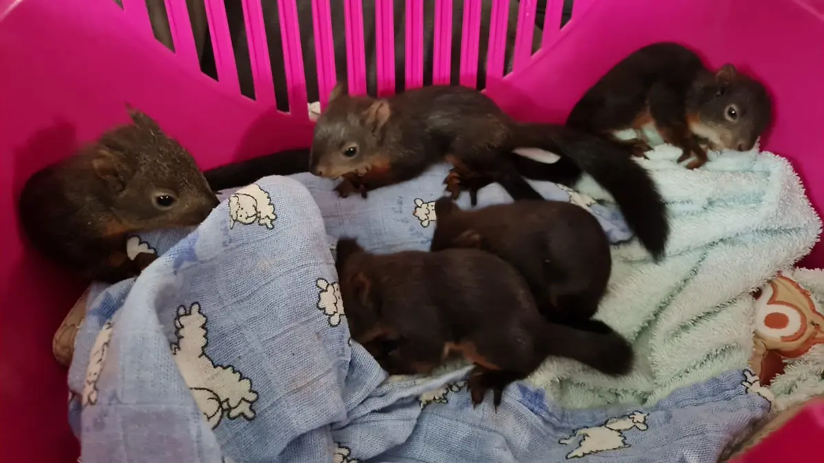 Eichhörnchen-Babys aus verdreckter Messie-Wohnung in Neuperlach (Bayern) gerettet.