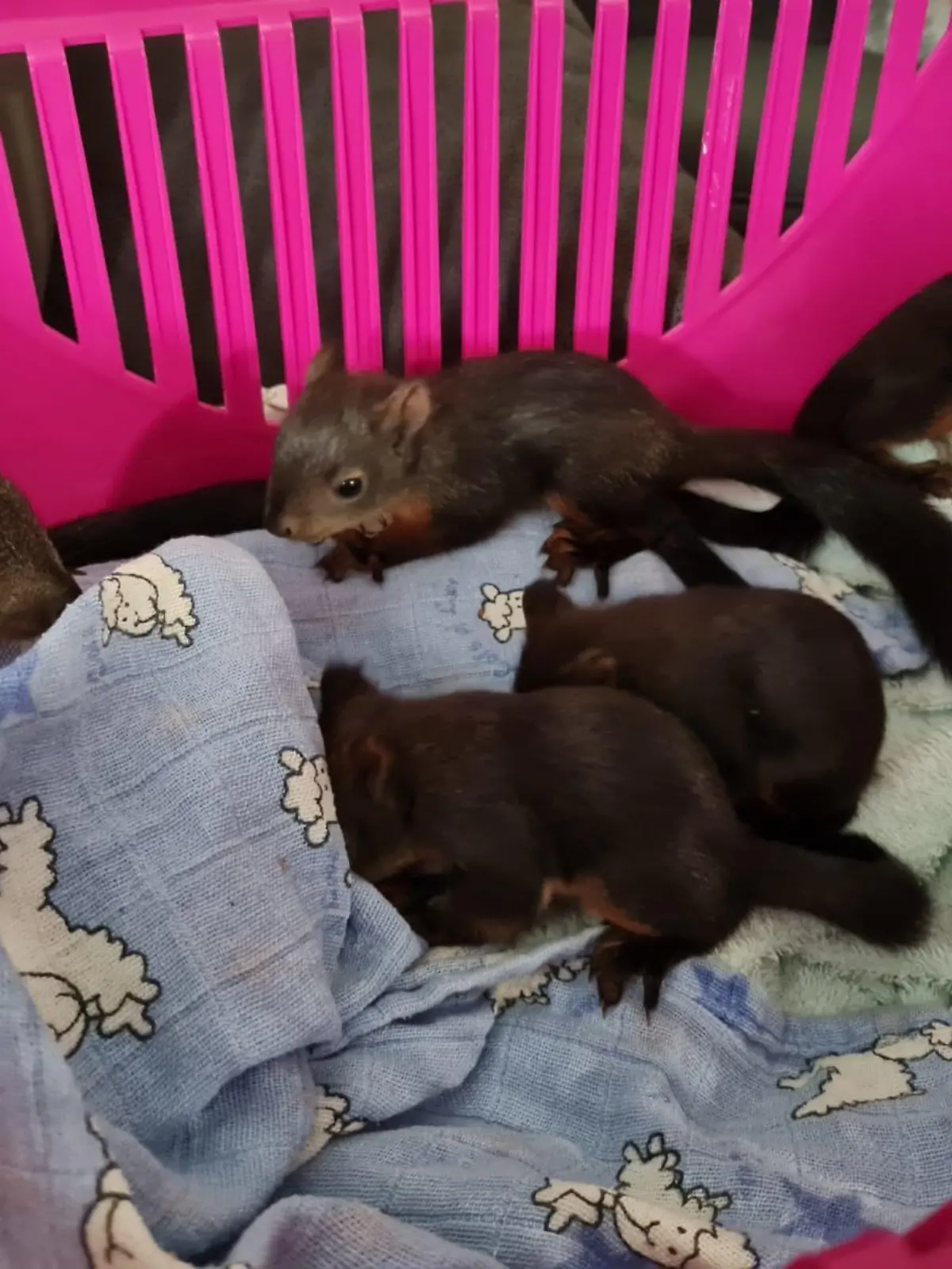Eichhörnchen-Babys aus verdreckter Messie-Wohnung in Neuperlach (Bayern) gerettet.