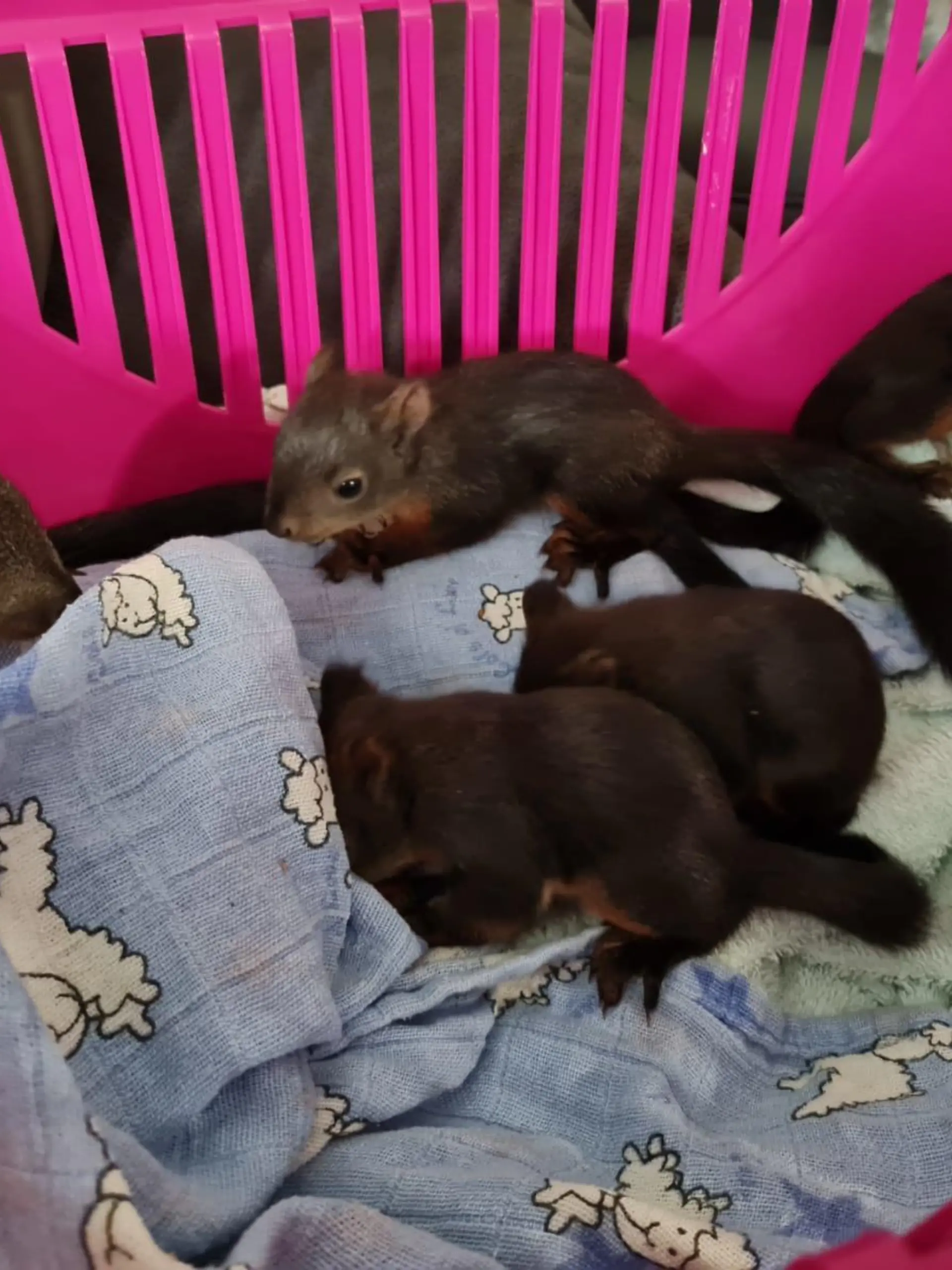 Eichhörnchen-Babys aus verdreckter Messie-Wohnung in Neuperlach (Bayern) gerettet.