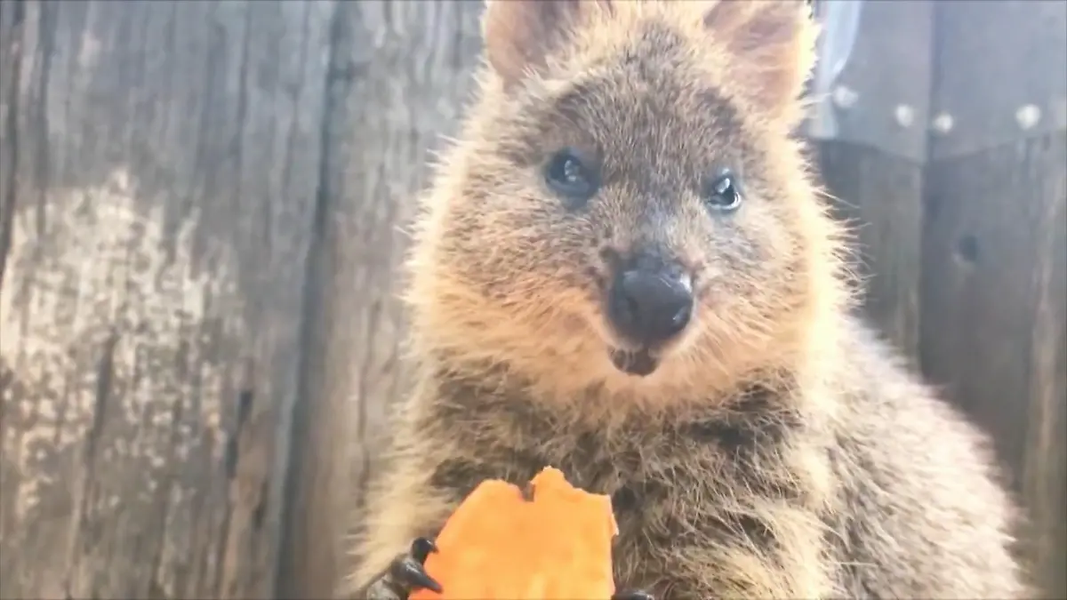 Selfies mit diesen Tieren machen einfach glücklich Quokkas