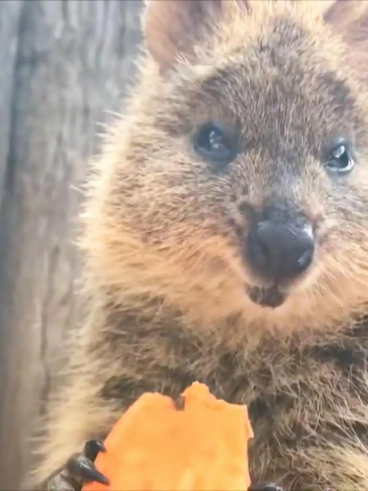Bild zu: "Selfies mit diesen Tieren machen einfach glücklich"