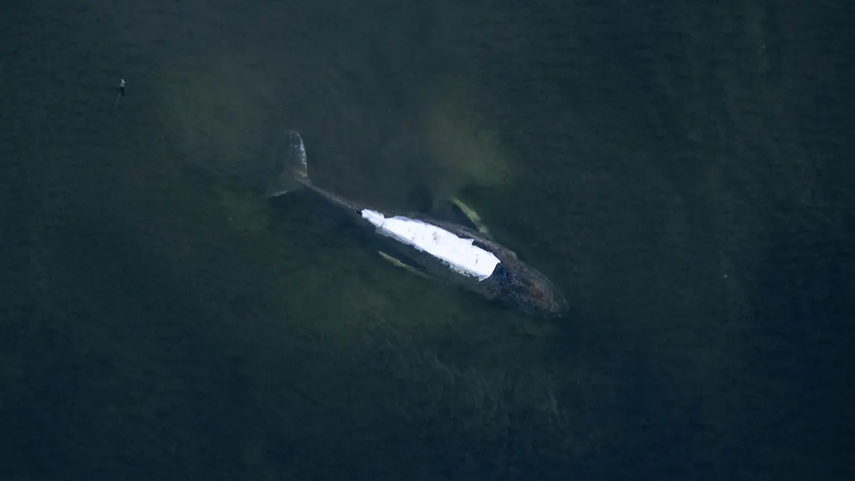 Rettungsaktion für den Buckelwal