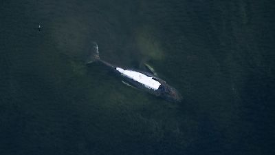 Wismarer Bucht: Deutschland bangt mit Ostsee-Buckelwal Timmy – eine Chronologie der Ereignisse