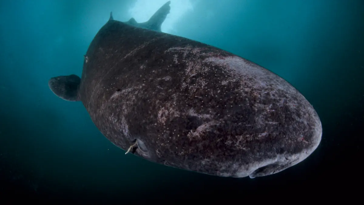 Grönlandhai unter Eis, Somniosus microcephalus, Kanadische Arktis, Lancaster Sound, Nunavut, Nord Baffin Island|Greenland shark under ice, Somniosus microcephalus, Canada, Arctic, Lancaster Sound, Nunavut, northern Baffin Island