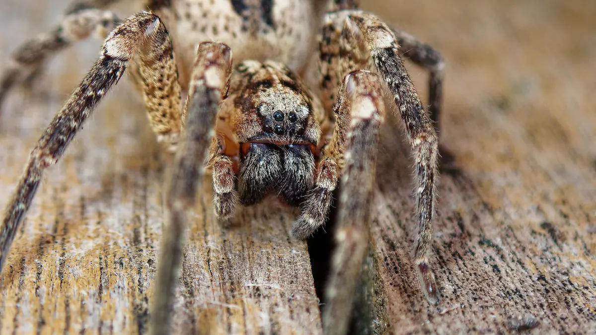 Nosferatu-Spinne (Zoropsis spinimana)