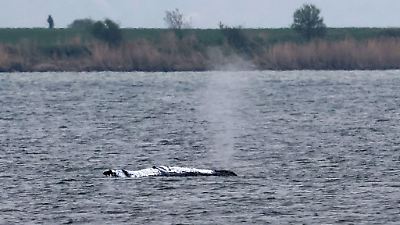 „Gutes Zeichen” bei gestrandeten Ostsee-Wal Timmy – das macht den Rettern nun Hoffnung!