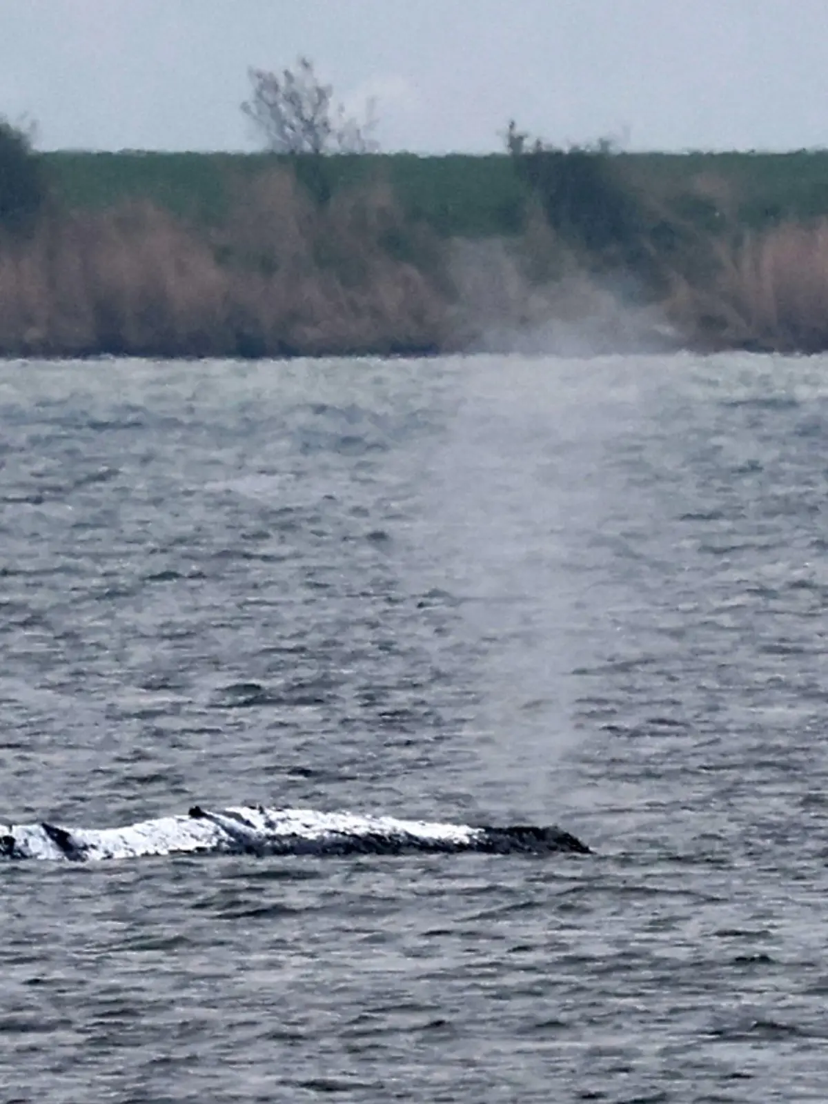 Bild zu: "„Gutes Zeichen” bei Wal Timmy – das macht den Rettern nun Hoffnung!"