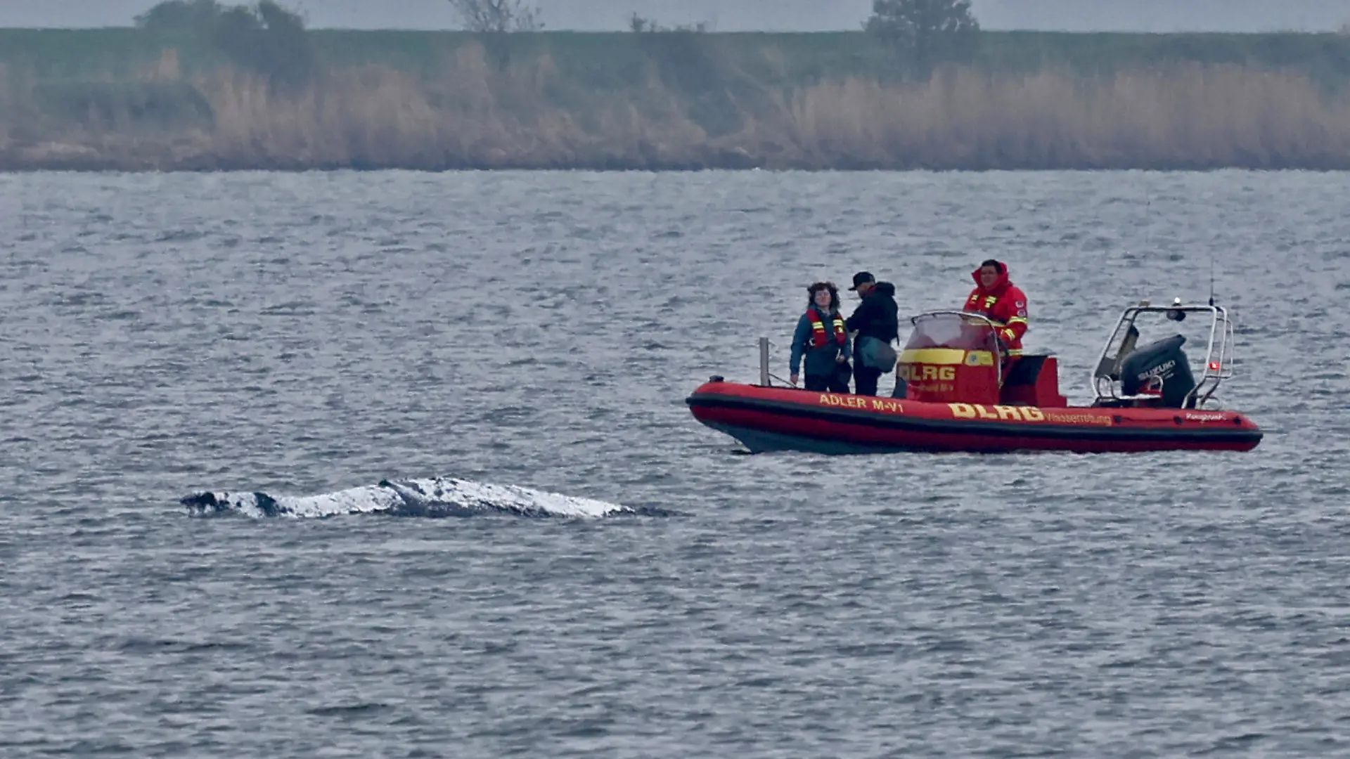 Ein Schlauchboot mit Helfern ist in der Nähe des gestrandeten Wals vor der Ostseeinsel Poel im Einsatz. Der Rücken des Wals ist mit Tüchern abgedeckt. Für den bei Wismar gestrandeten Buckelwal wurde ein neuer Rettungsversuch gestartet. Umgesetzt werden soll das Konzept von einer privaten Initiative.