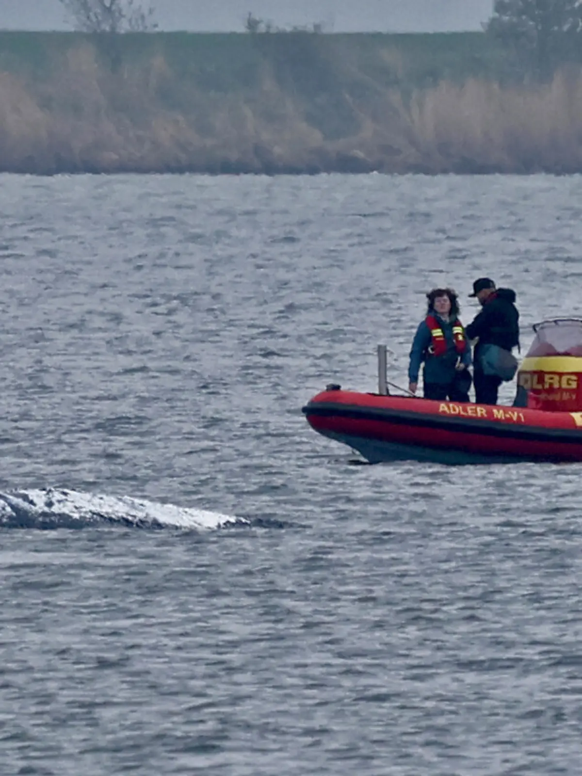Ein Schlauchboot mit Helfern ist in der Nähe des gestrandeten Wals vor der Ostseeinsel Poel im Einsatz. Der Rücken des Wals ist mit Tüchern abgedeckt. Für den bei Wismar gestrandeten Buckelwal wurde ein neuer Rettungsversuch gestartet. Umgesetzt werden soll das Konzept von einer privaten Initiative.