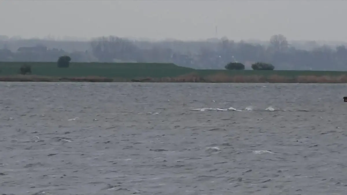 Rettung ein Stück näher? Wal Timmy schwimmt plötzlich Ostsee-Wunder nach 21 Tagen