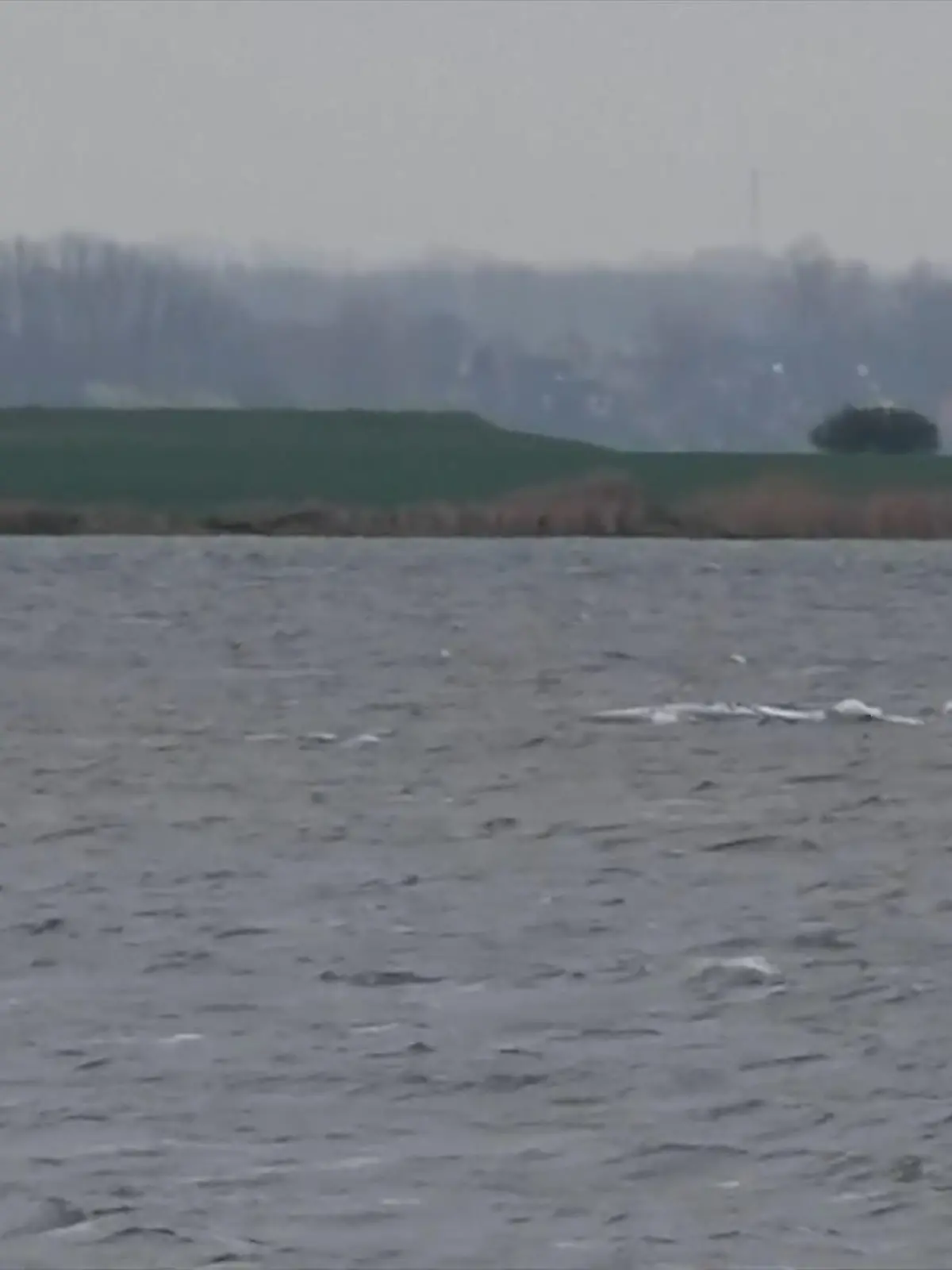 Bild zu: "Rettung ein Stück näher? Wal Timmy schwimmt plötzlich"