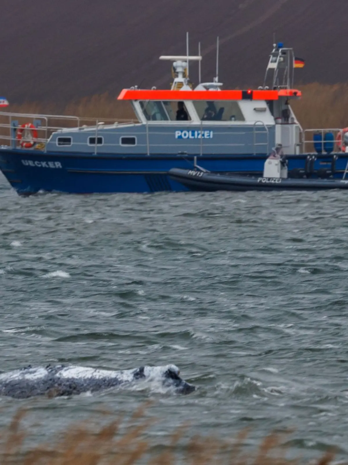Bild zu: "Zoff bei den Wal-Rettern! Sprecherin schmeißt hin, auch Hawaii-Ärztin weg"
