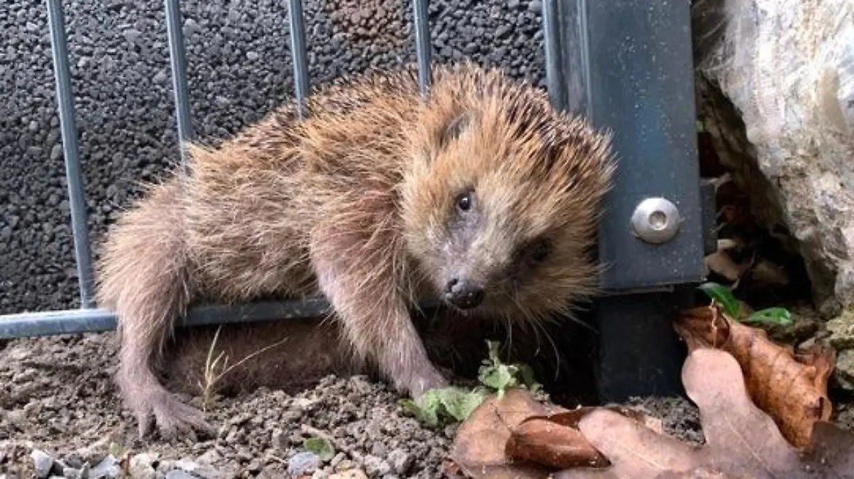 Der Igel konnte sich nicht mehr aus dem Zaun befreien