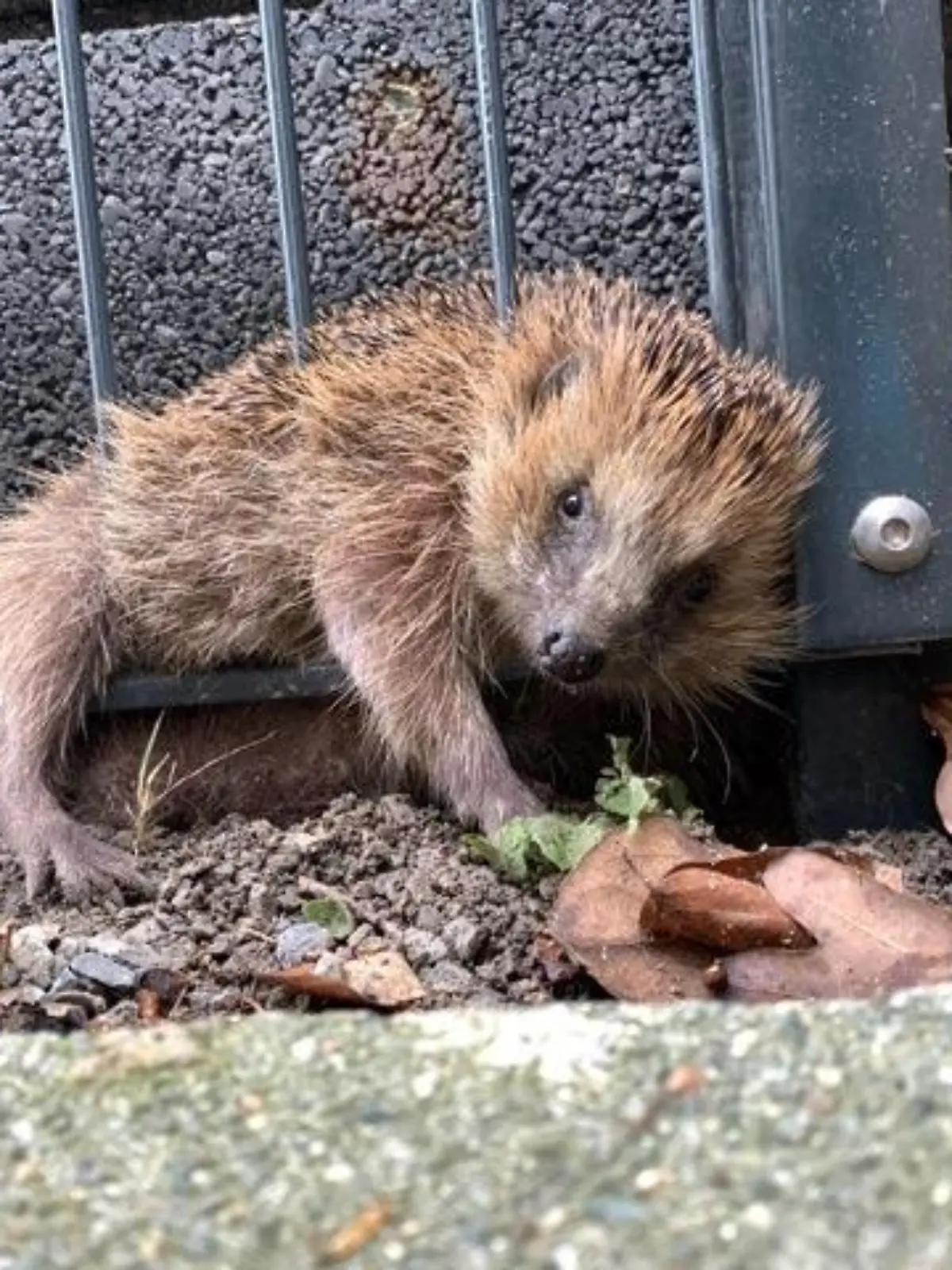 Der Igel konnte sich nicht mehr aus dem Zaun befreien