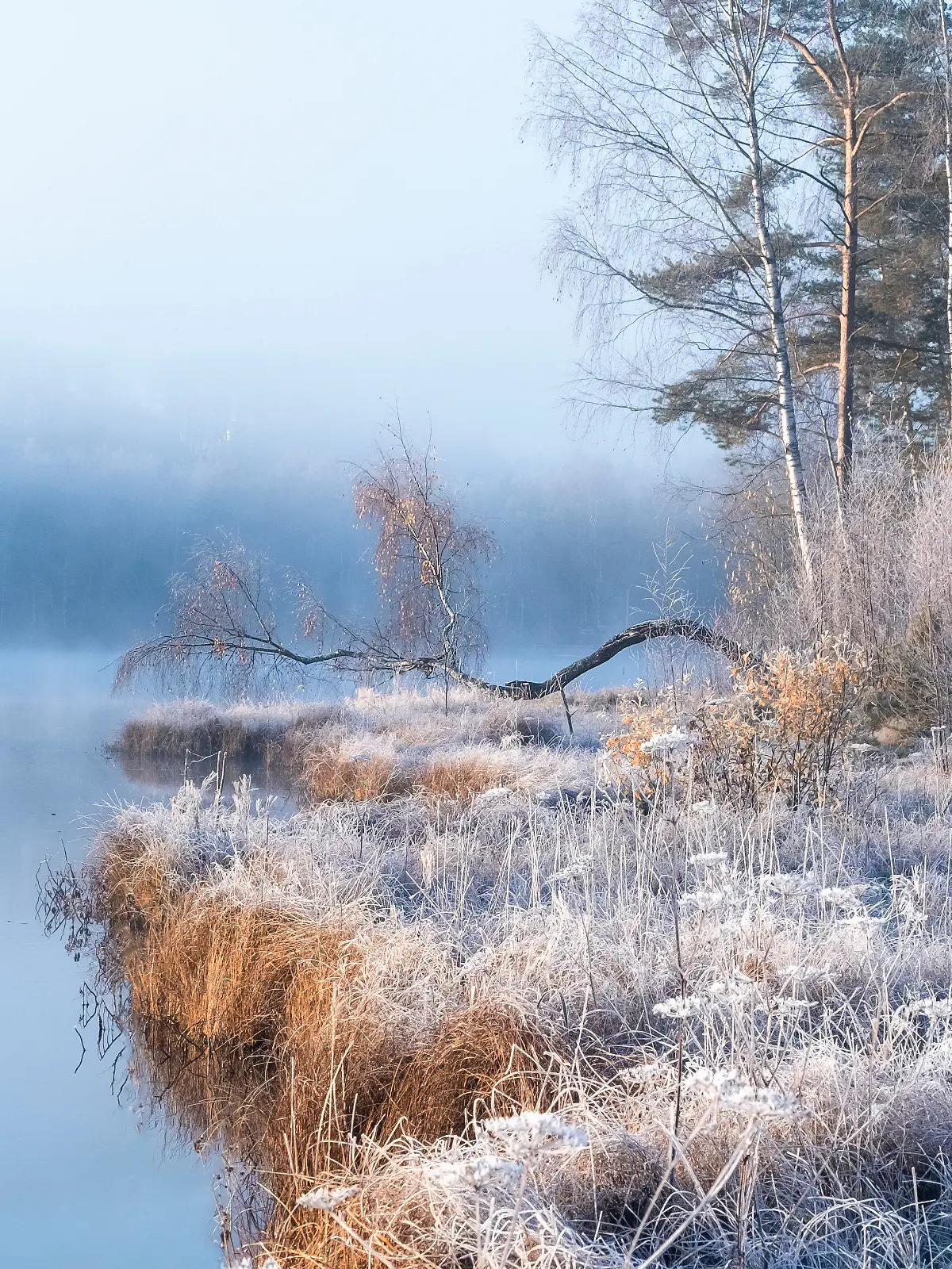 See in Deutschland, wo die Gräser von Frost bedeckt isnd