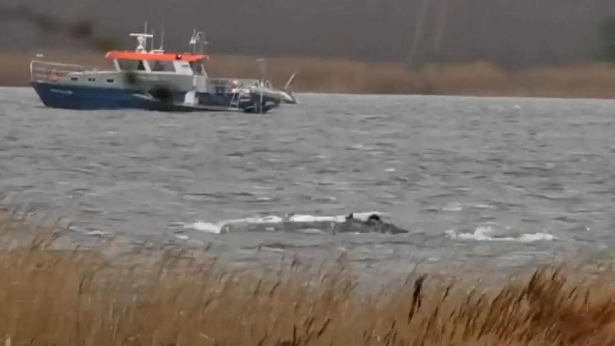 Neues Drama um Timmy! Wal schwimmt los – aber er sitzt WIEDER fest Hoffen und Zittern vor der Insel Poel