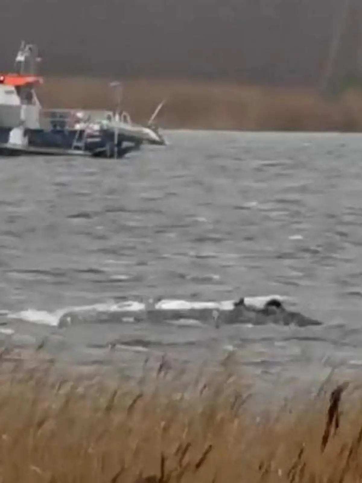 Bild zu: "Neues Drama um Timmy! Wal schwimmt los – aber er sitzt WIEDER fest"